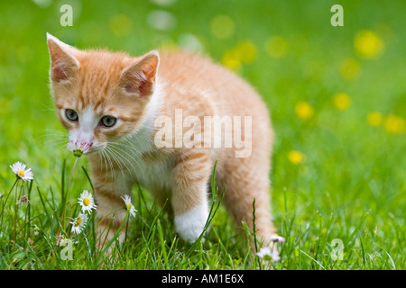 European shorthair chat dans une prairie en fleurs Banque D'Images