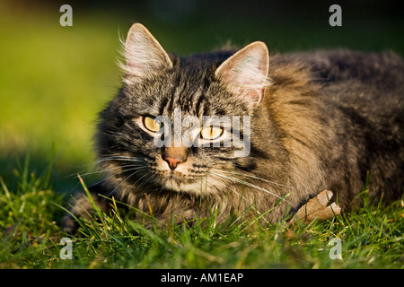 Cat Longhair se trouve dans un pré Banque D'Images