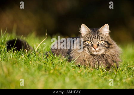 Cat Longhair se trouve dans un pré Banque D'Images