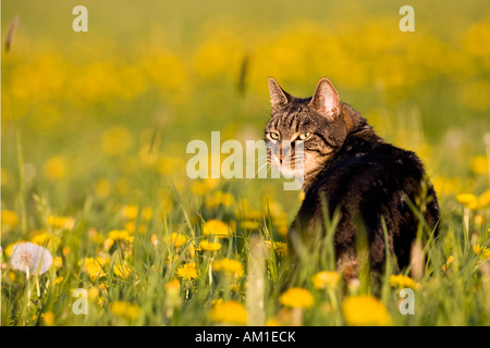 European shorthair chat dans une prairie pissenlit Banque D'Images