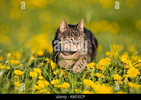 European shorthair chat dans une prairie pissenlit Banque D'Images