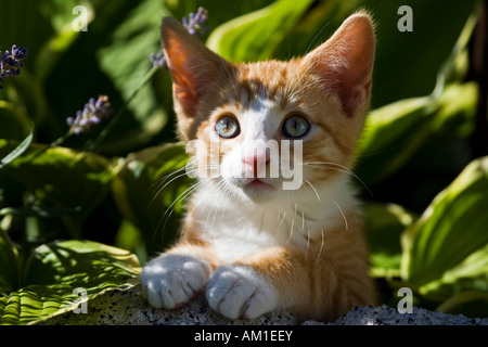 European shorthair cat entre les plantes Banque D'Images