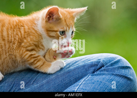 European shorthair chat est assis sur un jean Banque D'Images