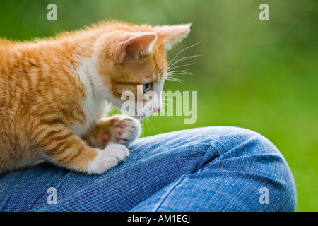 European shorthair chat est assis sur un jeans Banque D'Images