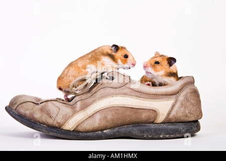 Les hamsters dorés dans une chaussure Banque D'Images