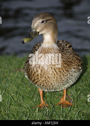 Femelle Canard colvert, Anas platyrhynchos, montrant les gouttelettes d'eau sur la plume Banque D'Images