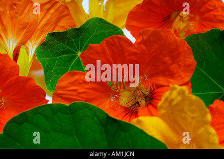 Capucine (Tropaeolum majus) Banque D'Images