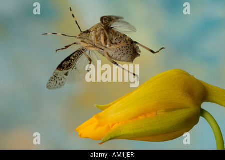 Stink bug (Rhaphigaster nebulosa) Banque D'Images