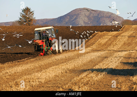 Champ de blé labour tracteur Banque D'Images