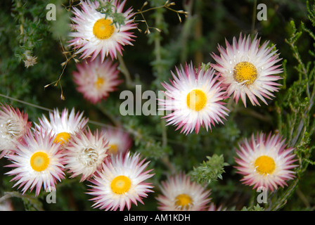 Helichrysum (éternelle spp) Rongai Route Kilimandjaro Tanzanie Banque D'Images