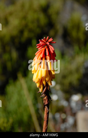 Red-hot poker (Kniphofia ssp) Route Marangu Kilimanjaro en Tanzanie Banque D'Images