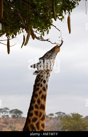 Girafe (Giraffa camelopardalis) avec timon long se nourrit de l'arbre Kigelia africana (Kigelia) dans la savane Parc National de P Banque D'Images