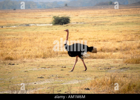 Autruche mâle (Struthio camelus) progrès à travers les prairies sèches le cratère du Ngorongoro en Tanzanie Banque D'Images