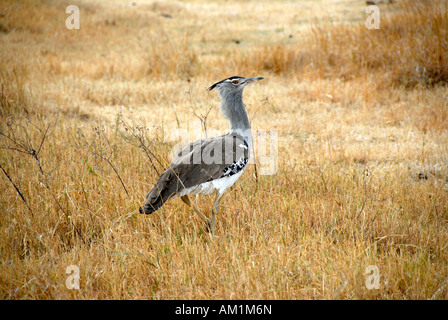 Outarde Kori (Ardeotis kori) dans les prairies sèches le cratère du Ngorongoro en Tanzanie Banque D'Images