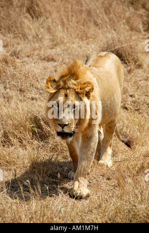 Lion (Panthera leo) dans de l'herbe sèche le cratère du Ngorongoro en Tanzanie Banque D'Images