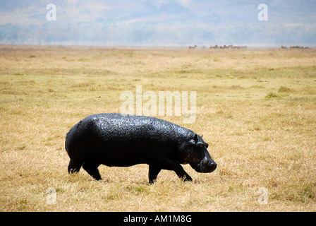 Hippopotame (Hippopotamus amphibius) se promène dans les prairies sèches le cratère du Ngorongoro en Tanzanie Banque D'Images