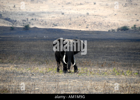 L'éléphant africain (Loxodonta africana) avec longues défenses Ngorongoro Crater Tanzanie Banque D'Images