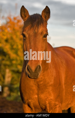 Cheval ibérique dans la lumière du soir Banque D'Images