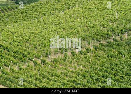 Campagne vallonnée entre Asti et Alba Langhe Piemonte Piemonte Italie Banque D'Images