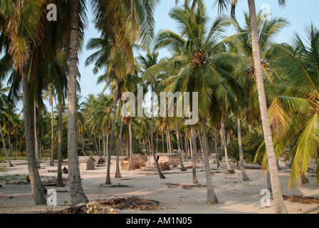 Des centaines de palmiers tropicaux bordent le village de Linga Linga à Inhambane, Mozambique, Afrique du Sud. Banque D'Images