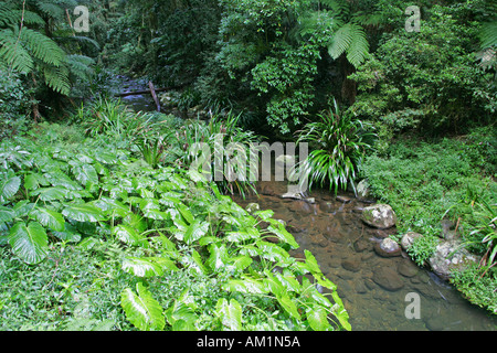 Brindle Creek dans la forêt tropicale du Parc National Border Ranges Banque D'Images