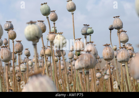 Close up du pavot Papaver somniferum en terres agricoles dans le Wiltshire seedhead Banque D'Images