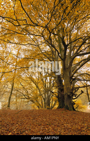 Carstramon bois en automne, près de Leeds, Dumfries et Galloway, Écosse Banque D'Images