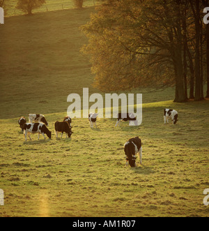 Les génisses Holstein Friesian sur pâturage dans Autmnal lighting downland Banque D'Images