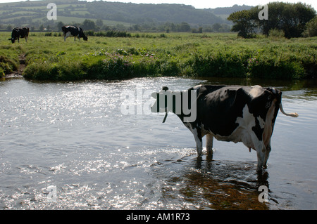 Friesian Holstein vache laitière par la lumière du soleil en contre-jour dans la rivière permanent Ax près de Devon Seaton Banque D'Images