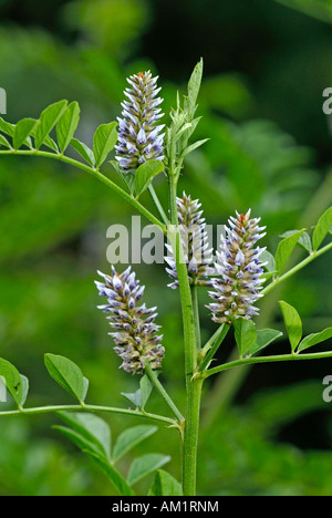 Politique La réglisse (Glycyrrhiza glabra), flowering plant Banque D'Images