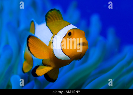 Faux poisson clown ou Amphiprion ocellaris Clownfish. Banque D'Images