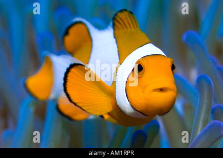 Faux poisson clown ou Amphiprion ocellaris Clownfish. Banque D'Images