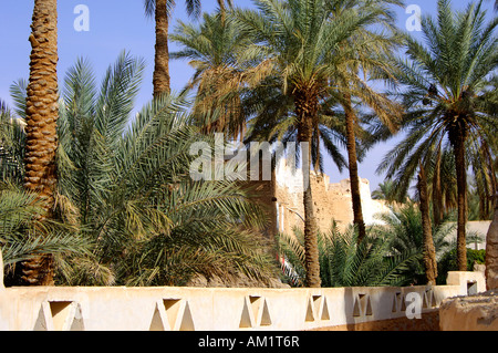 La palmeraie de l'oasis de Ghadamès Libye Banque D'Images