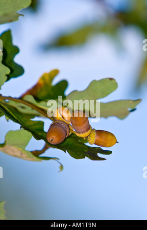 Les glands et feuilles de chêne à l'arbre (Quercus robur) Banque D'Images