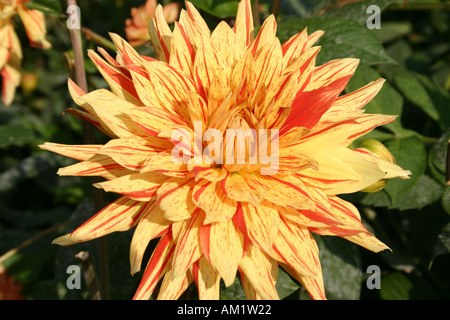 Dahlia Cactus Biedermannsdorf Semi hybride à Buga à Munich Allemagne Banque D'Images