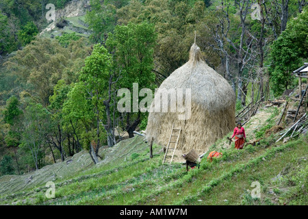 Les femmes workin sur un champ. Près de village de Bahundanda. Circuit de l'Annapurna trek. Le Népal Banque D'Images