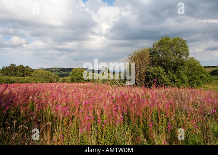 Rosebay Willowherb (Epilobium angustifolium), Rhoen, Franconia, Bavaria, Germany Banque D'Images