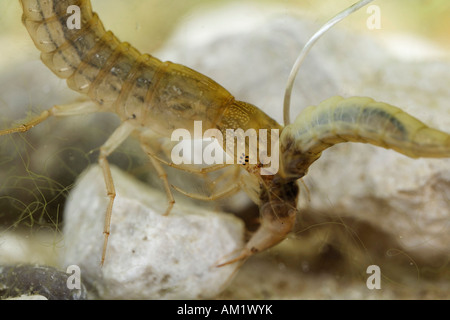 Larve de coléoptère plongée, Dytiscus marginalis, Dytiscidae, Allemagne Banque D'Images