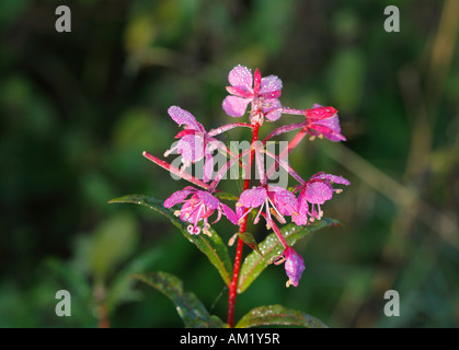 Rosebay Willowherb Épilobe à feuilles étroites (Epilobium angustifolium), Rhoen, Franconia, Bavaria, Germany Banque D'Images