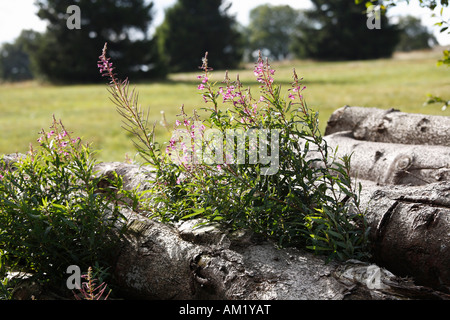 Rosebay Willowherb (Epilobium angustifolium), Rhoen, Franconia, Bavaria, Germany Banque D'Images