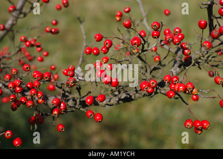 Baies rouges de Midland, l'Aubépine Crataegus laevigata, Allemagne Banque D'Images