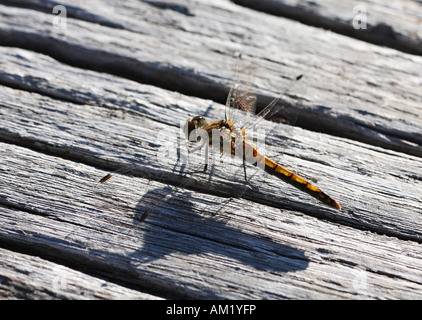 Dard noir (Sympetrum danae), Femme, Allemagne Banque D'Images