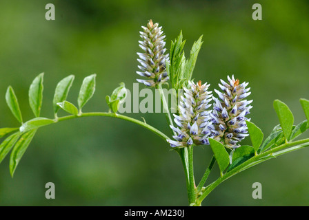 La réglisse (Glycyrrhiza glabra), la floraison Banque D'Images