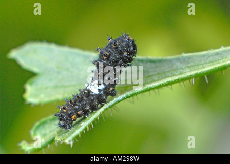 Papilio machaon), jeune chenille sur feuilles de carotte sauvage (Daucus carota) Banque D'Images