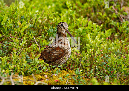 La Bécasse des bois Scolopax rusticola Banque D'Images