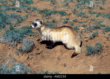 Putois d'Amérique Mustela nigripes Seligman ARIZONA Peut Mustélidés Banque D'Images