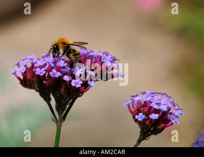 Après une abeille nectar de fleurs de verveine. Banque D'Images