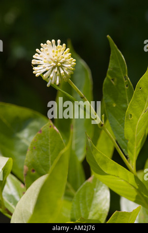 Céphalanthe occidental blossom en début de floraison Banque D'Images