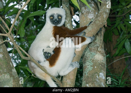 Coquerel's Sifaka (Propithecus verreauxi coquereli), Ampijoroa Réserver Madagascar Banque D'Images