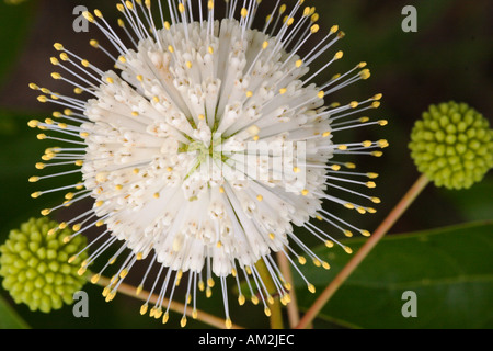 Céphalanthe occidental en fleur Banque D'Images